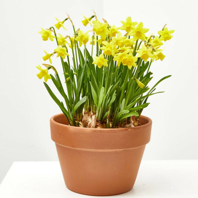 

Narciso Tarrina 16Cm