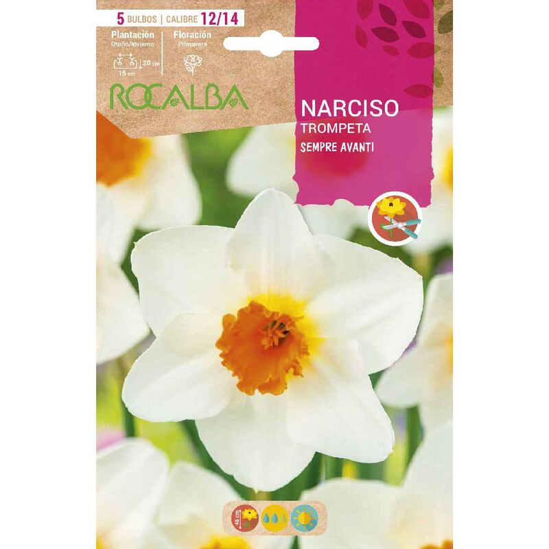 

Rocalba - Narciso Trompeta Sempre Avanti -Blanco Trompeta Naranja - Blanco