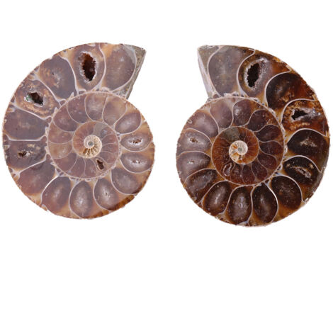 natürliche Ammonitenfossilien aus Madagaskar – Mineralienschalen zum Sammeln, 4 cm