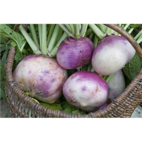 NAVET ARMAND - Graines de légumes - 5 G