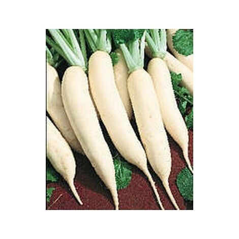 Navet blanc de Croissy - 5g