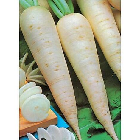 NAVET BLANC DUR D HIVER - 5 G - GRAINES DE LÉGUMES