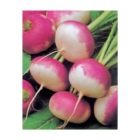 NAVET BLANC GLOBE - 5 G 6 GRAINES DE LÉGUMES