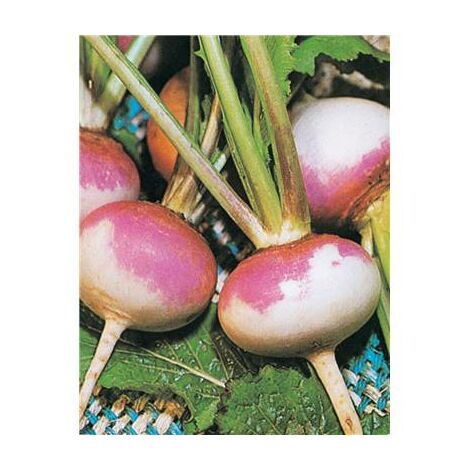 NAVET DE MILAN ROUGE - 10 G - Graines