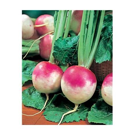 NAVET DE NANCY - 5 G - GRAINES DE LÉGUMES