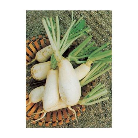 NAVET DES VERTUS MARTEAU - 10 G - Graines