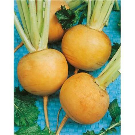NAVET JAUNE BOULE D OR - 5 G - Graines