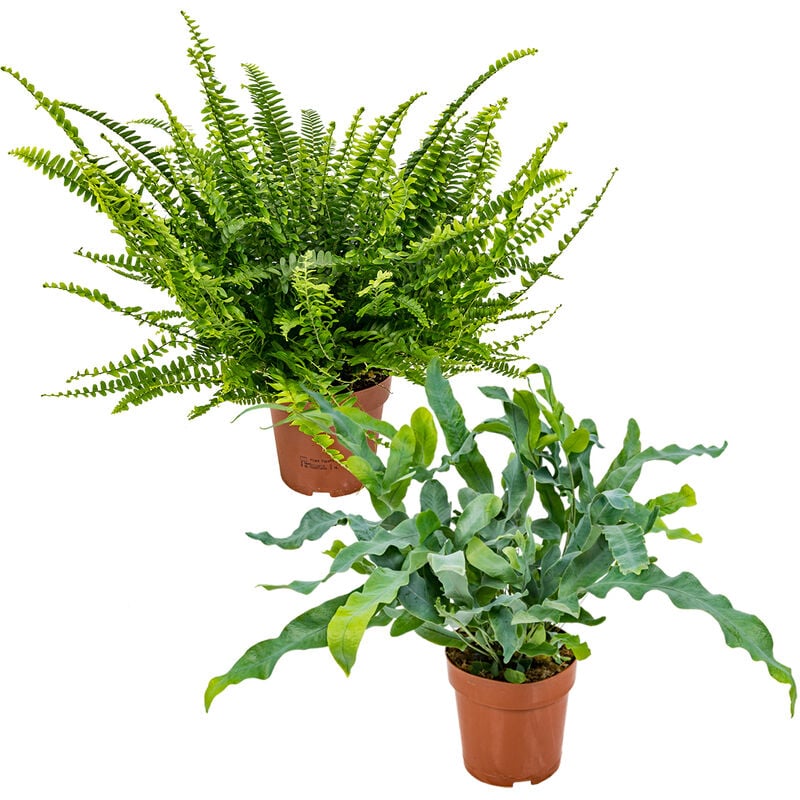 Bloomique - Nephrolepis Green Lady & Phlebodium Blue Star - Plantes d'intérieur purificatrices d'air ⌀12 cm - ↕30-40 cm