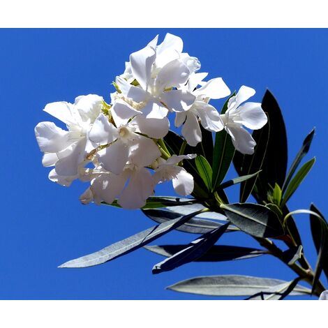 Adelfa blanca