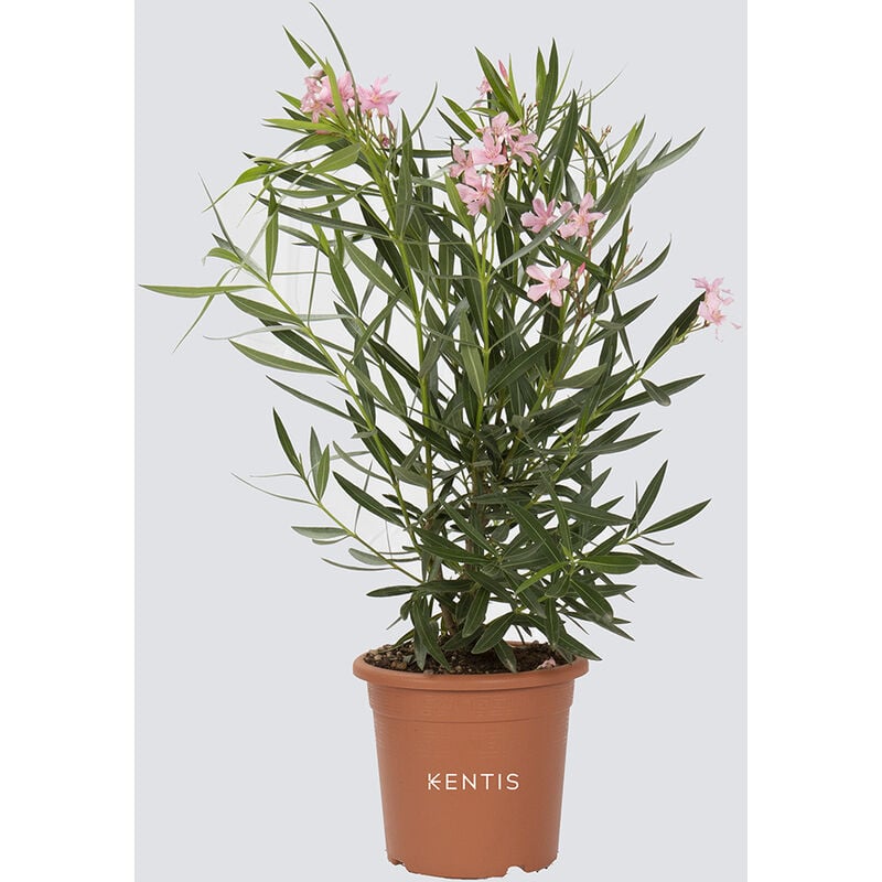 Kentis - Nerium Oleander Rosa - Piante Vere da Esterno - h 125-150 cm Vaso da Coltura ø 30 cm