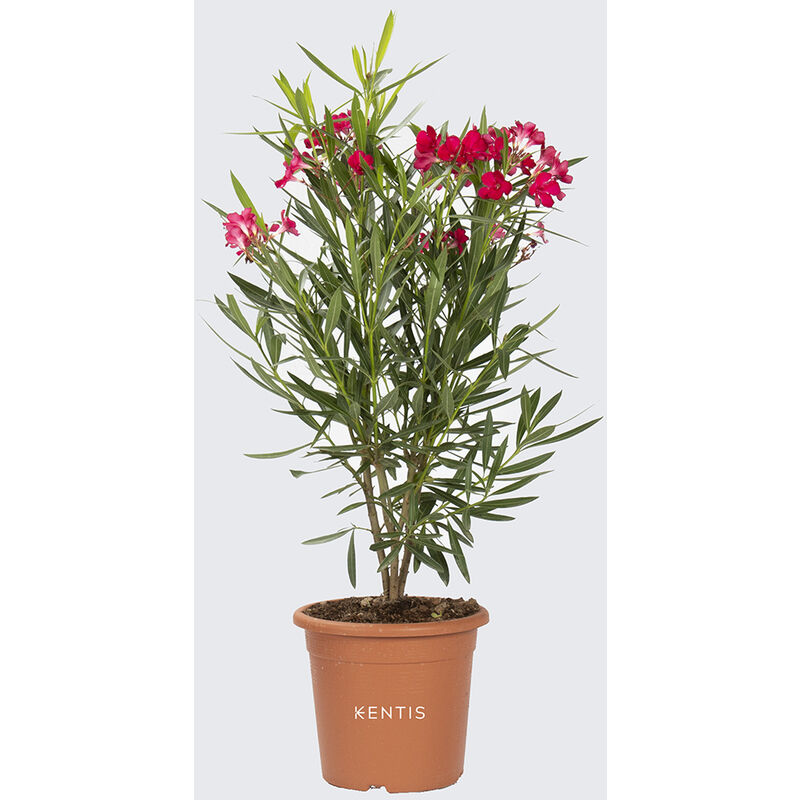 Kentis - Nerium Oleander Rosso - Piante Vere da Esterno - h 125-150 cm Vaso da Coltura ø 30 cm