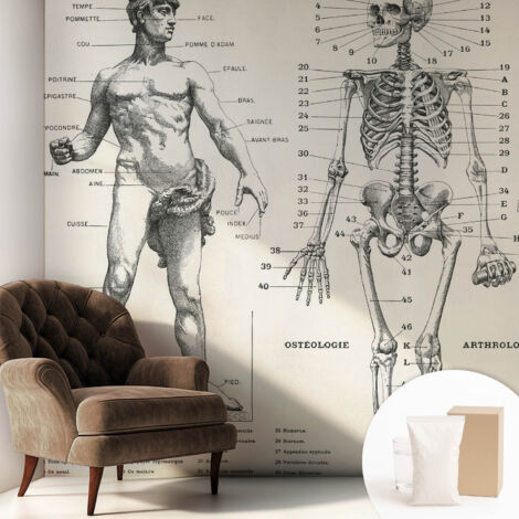 Newroom Tapete Dekorative Vliestapete mit Kleber Modern für Wohnzimmer Schlafzimmer  Klassische Anatomie 250x250 cm