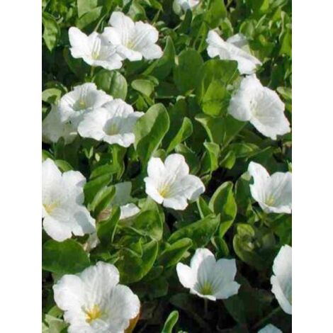 Nierembergia repens Godet de 8/9 cm