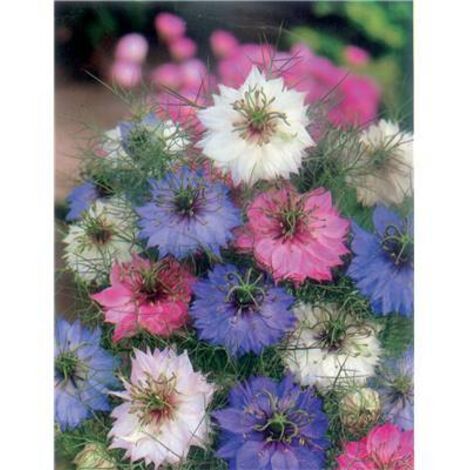 NIGELLE DE DAMAS - 3 G - bouquet sec