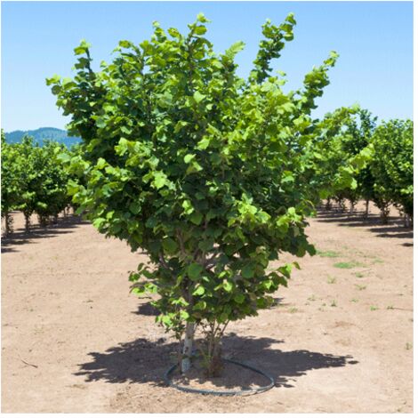 Nocciolo "Corylus avellana" Tonda di Giffoni pianta in vaso ø10 cm h 40/60 cm