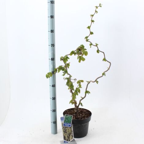 Nocciolo "Corylus avellana" Tonda di Giffoni pianta in vaso ø18 cm h 2 metri circa