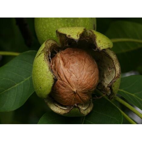 Noce bianco da frutto "Juglans regia" pianta in vaso  19 h 130/160 cm