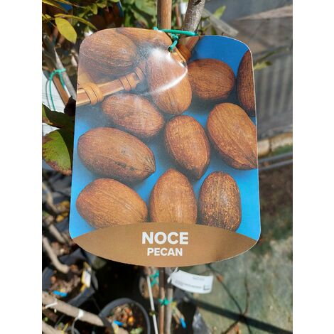 Noce Pecan (albero 4/5 anni)