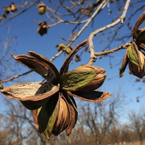 1 Pianta di Noce Pecan