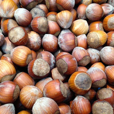 Noisetier avellana Bergeri | Pot de 10L