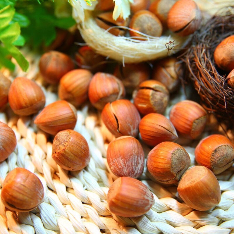 Noisetier Géante des Halles/Pot de 2L