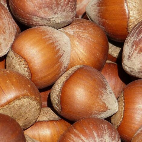 Noisetier avellana Lange Tidlig Zeller | Pot de 7,5L - 60/80 cm