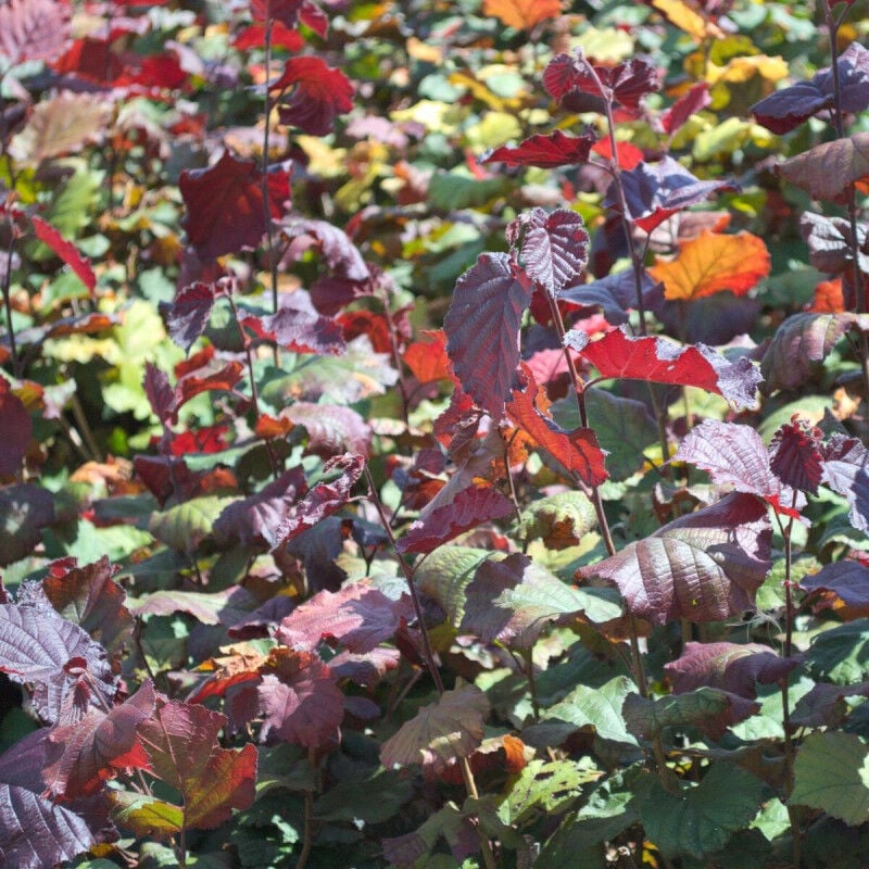 Plantes Avenue - Noisetier Maxima Purpurea/Pot de 5L