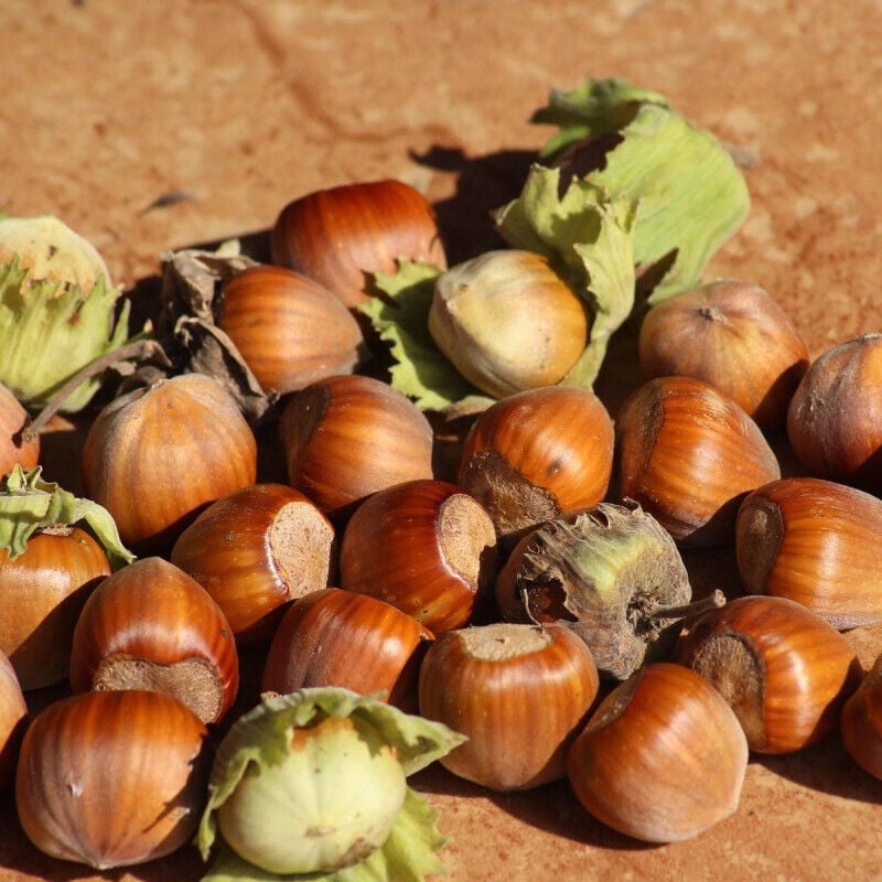 Noisetier Webb's Prize/Pot de 2L