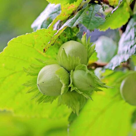 PÉPINIÈRES NAUDET Noisetier Commun ou Coudrier (Corylus Avellana)