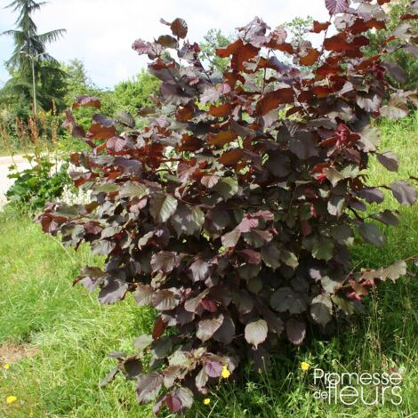 Noisetier commun 'Rote Zellernuss' Pot de 7,5L/10L 80cm