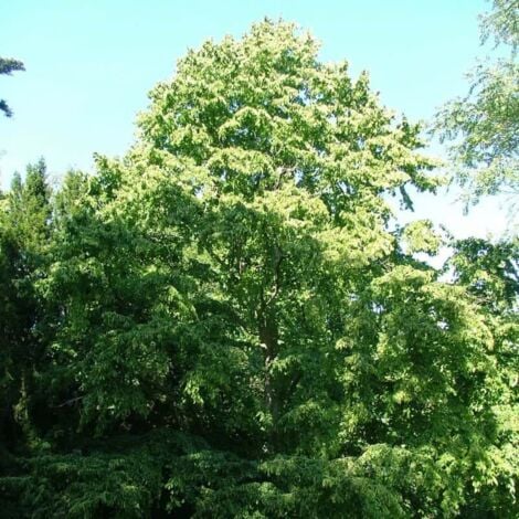 Cómo curar un árbol dañado