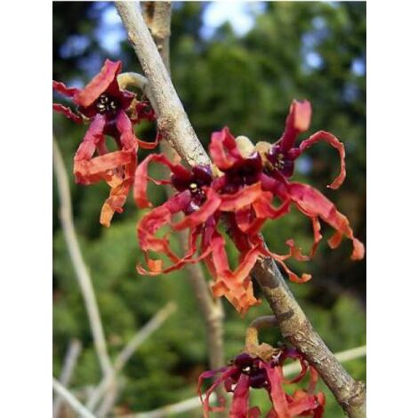 Noisetier de sorcière 'Ruby Glow' Pot de 4L/5L