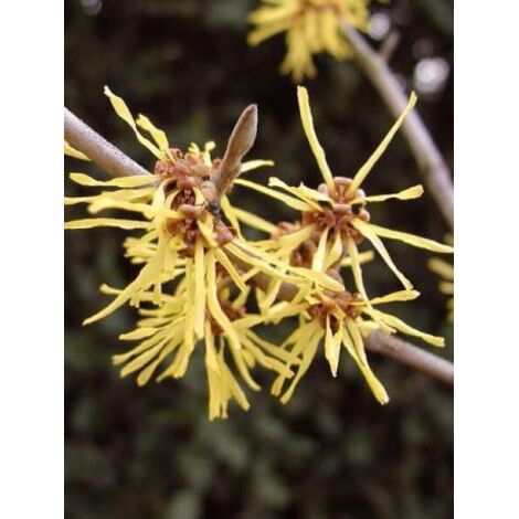Noisetier de sorcière 'Westerstede' Pot de 3L/4L