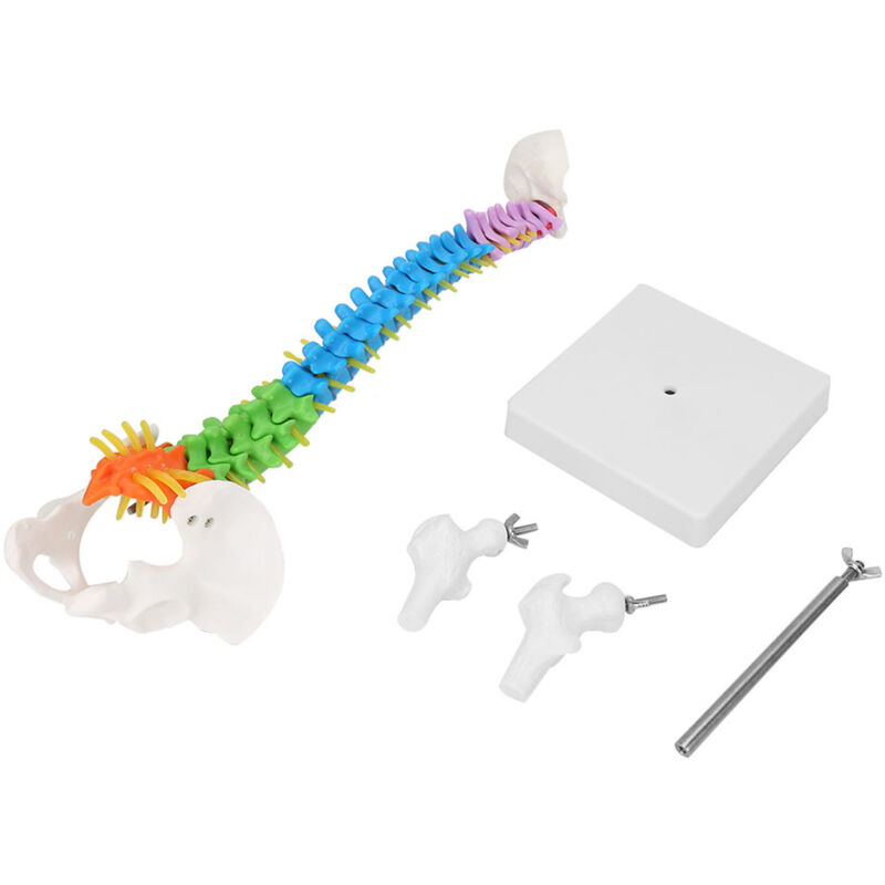 Nouveau modèle de colonne vertébrale humaine couleur 45 cm avec bassin + fémur
