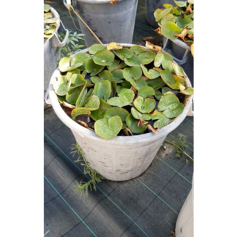 Nymphaea