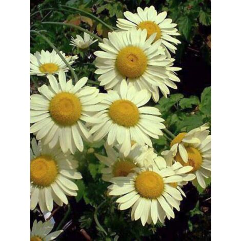 Œil de Bœuf, Camomille des teinturiers 'Wargrave Variety' Godet de 8/9 cm