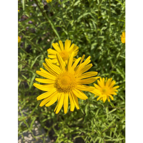 Oeil de boeuf jaune 'Alpen Gold' Godet de 8/9 cm