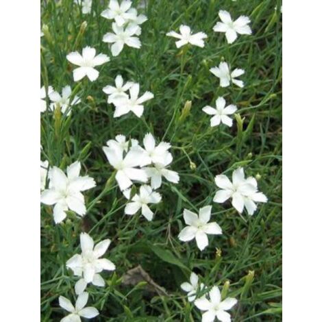 Œillet à delta, œillet couché 'Albiflorus'