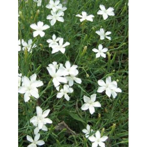 Œillet à delta, œillet couché 'Albiflorus' Pot de 2L/3L