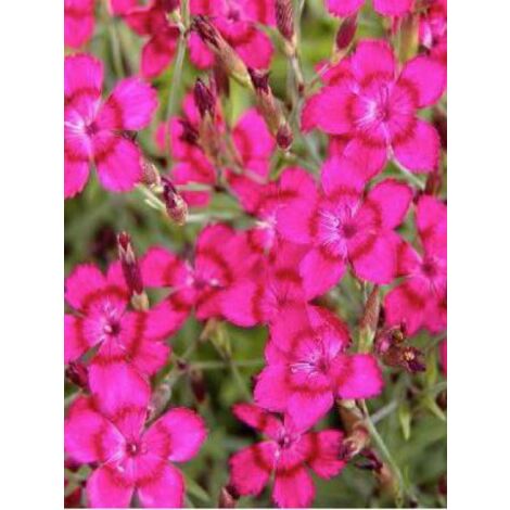 Œillet à delta, œillet couché 'Brilliant' Godet de 7/8 cm