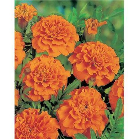 OEILLET D INDE HARVEST MOON - Plantes vivaces