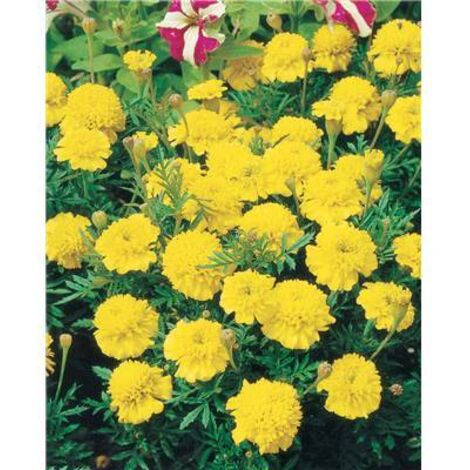 OEILLET D INDE LEMON DROP - Plantes vivaces
