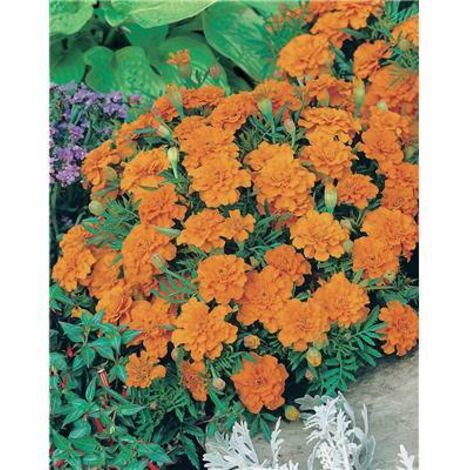 OEILLET D INDE MANDARINE - graines de fleurs