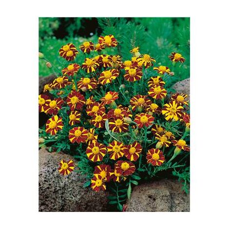 OEILLET D INDE MR MAJESTIC - graines de fleurs