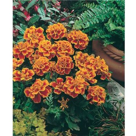 OEILLET D INDE QUEEN SOPHIA - graines de fleurs