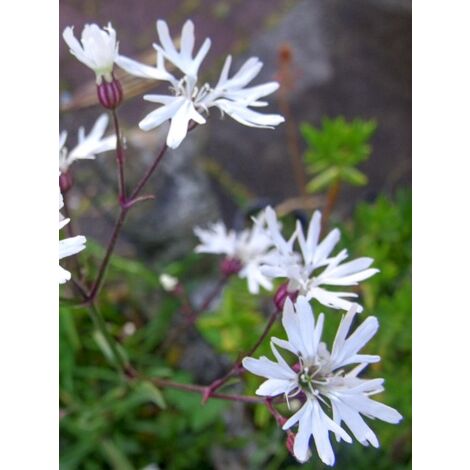 Œillet des près 'White Robin' Godet de 7/8 cm