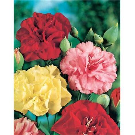 OEILLET ENFANT DE NICE - Plantes vivaces