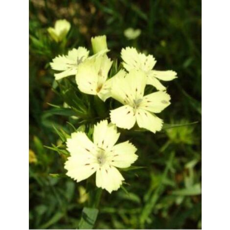 Œillet knappii Godet de 8/9 cm