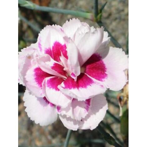 Œillet mignardise 'Alice' Godet de 8/9 cm