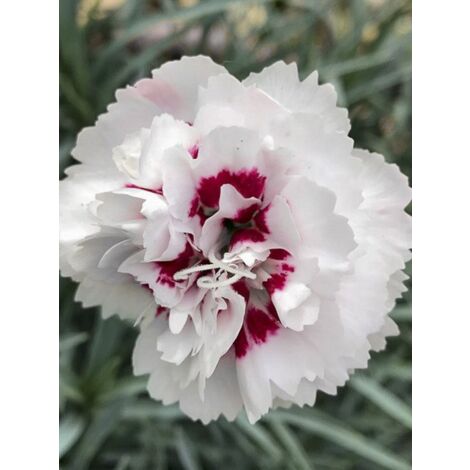Œillet mignardise 'Cranmere Pool' Godet de 7/8 cm